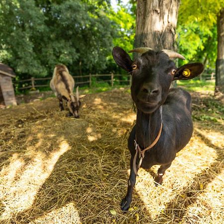 Agriturismo Colle Dei Pivi Ponti sul Mincio Eksteriør billede
